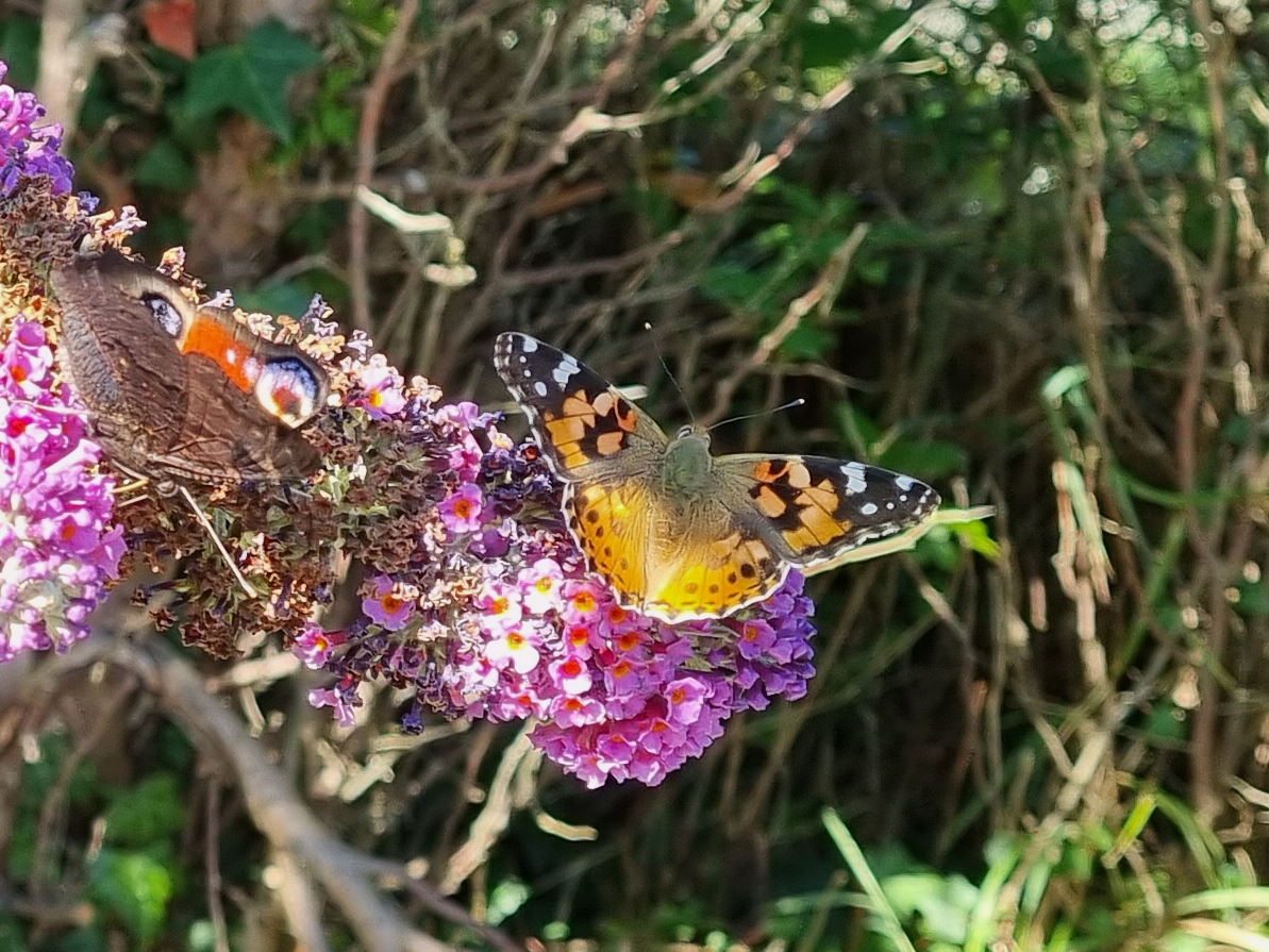 Butterfly