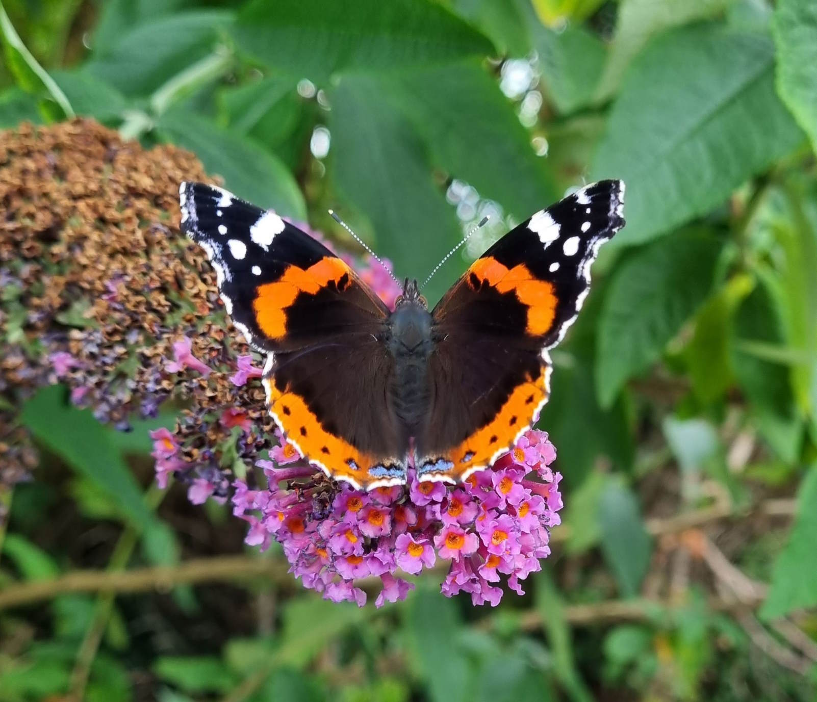 Admiral butterfly